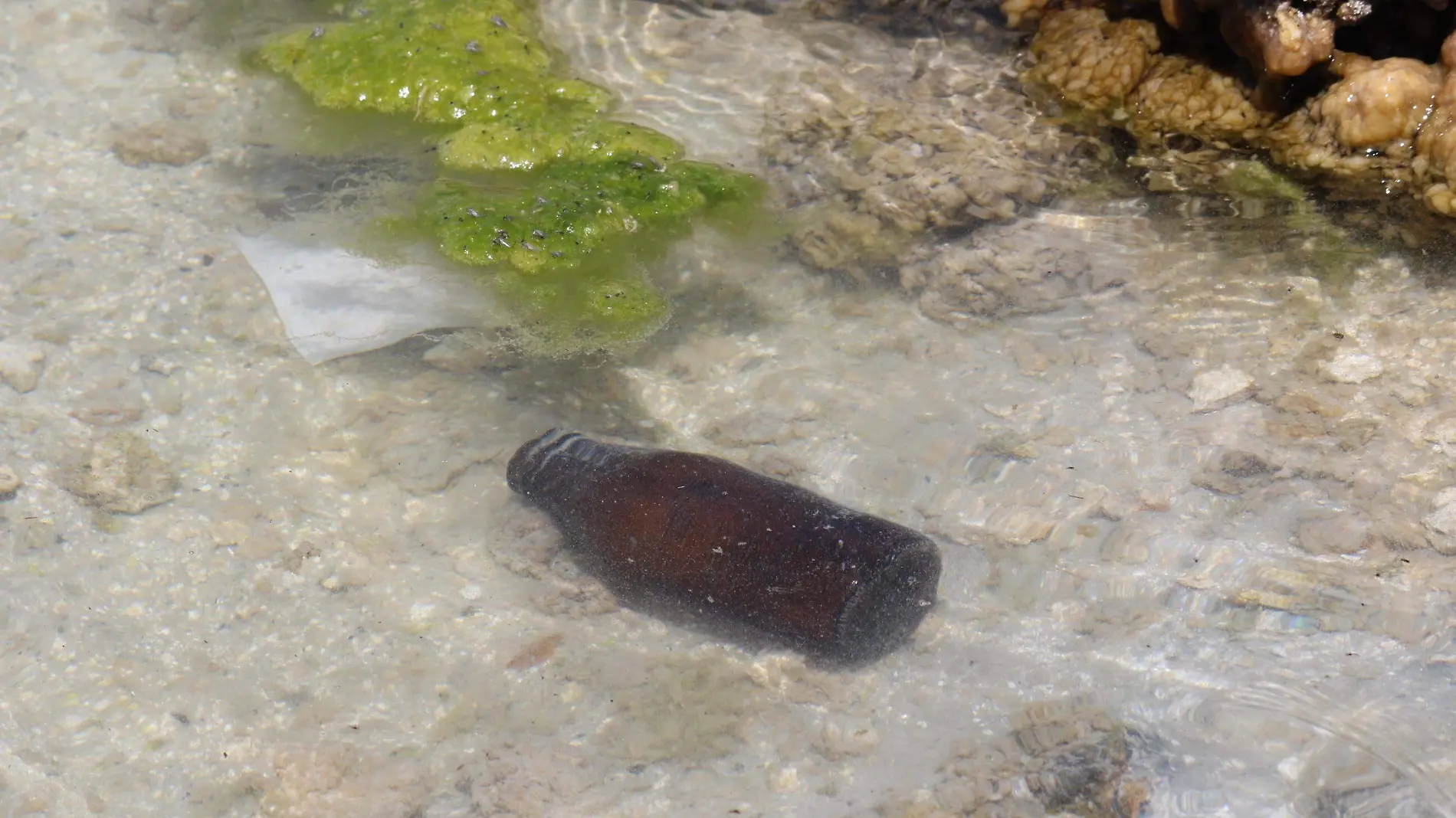 Ajolote y Laguna de Alchichica enfrentan grave peligro de extinción